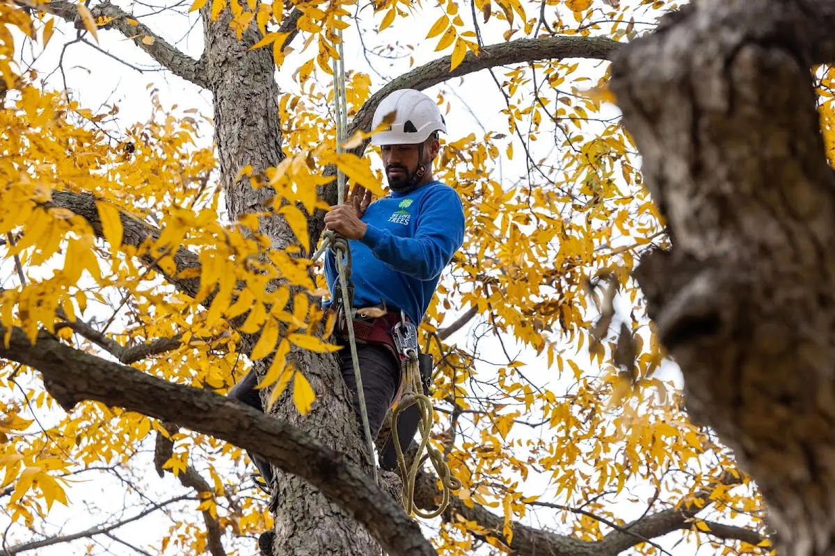Skilled Tree Transplanting crew working in Hanksville